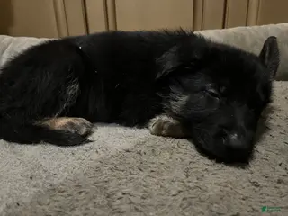German Shepherd dogs German Shepherd Puppy 8 - Ad 11