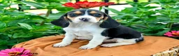 Beagle dogs for sale: Hailey - Ad 3