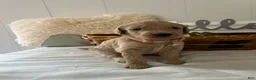 Goldendoodle dogs for sale: Goldendoodle Puppy 5 - Ad 8