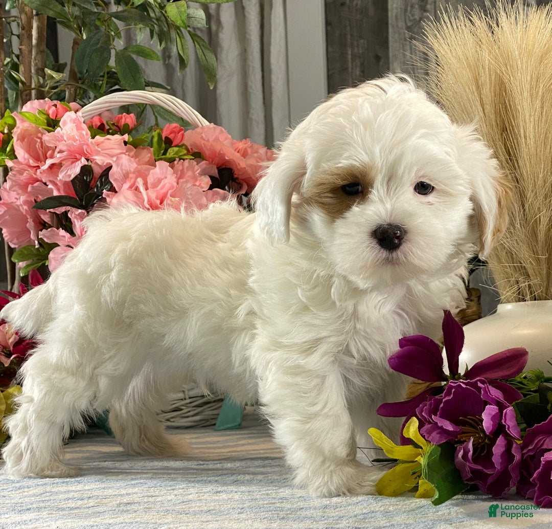 Shihpoo dogs for sale: Jimmy  - Ad 2