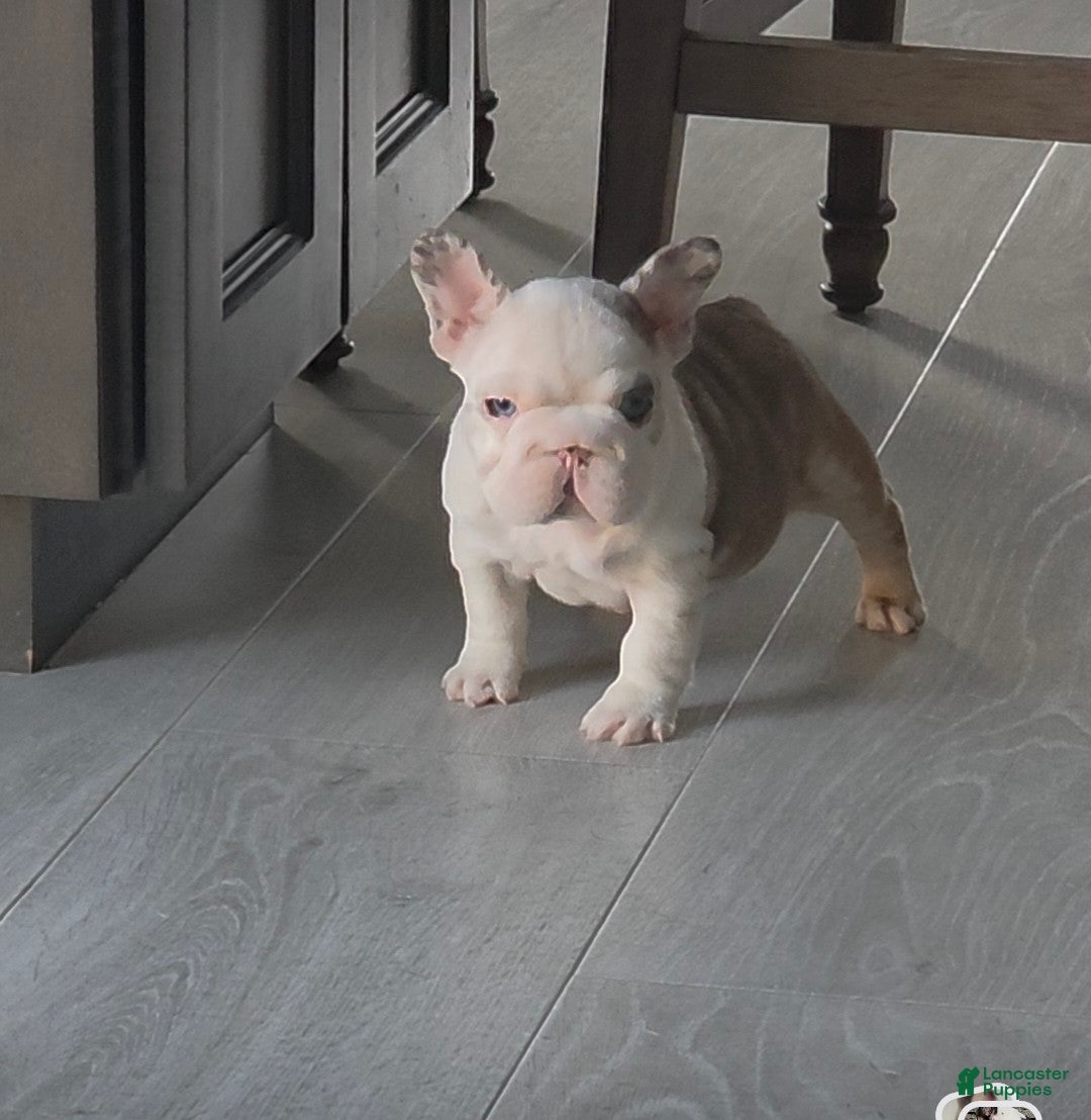 French Bulldog dogs Monica - Ad 1