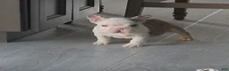 French Bulldog dogs for sale: Monica - Ad 1