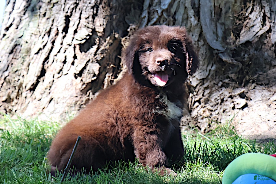 Newfoundland dogs Talia - Ad 2