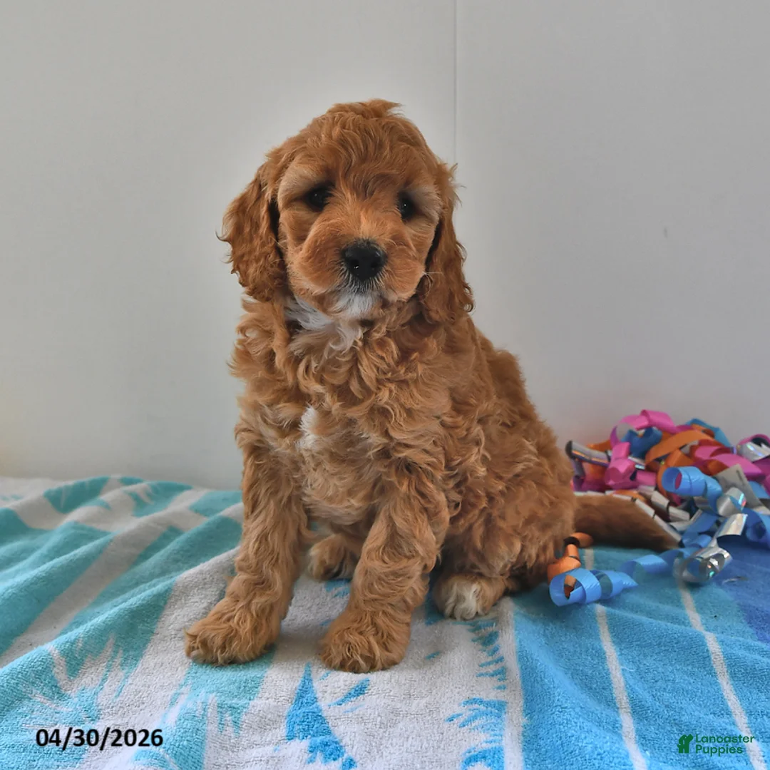 Mini Goldendoodle dogs for sale: Sasha - Ad 1