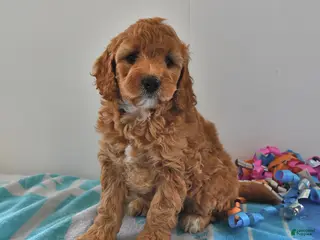 Mini Goldendoodle dogs for sale: Sasha - Ad 4