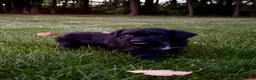 Portuguese Water Dog dogs for sale: Sarge - Ad 3