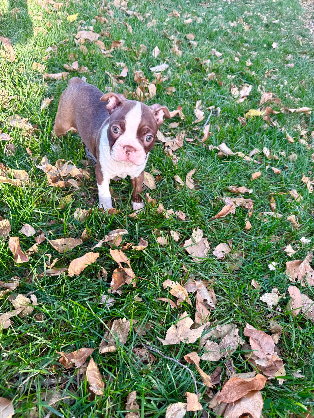 Boston Terrier dogs for sale: Boston Terrier Puppy 3 - Ad 6