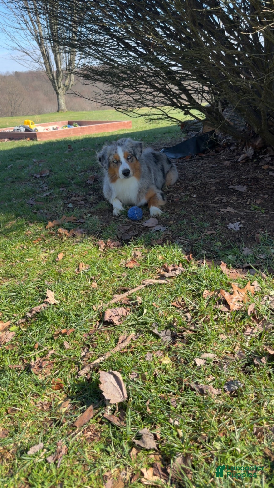 Australian Shepherd dogs Willie  - Ad 2