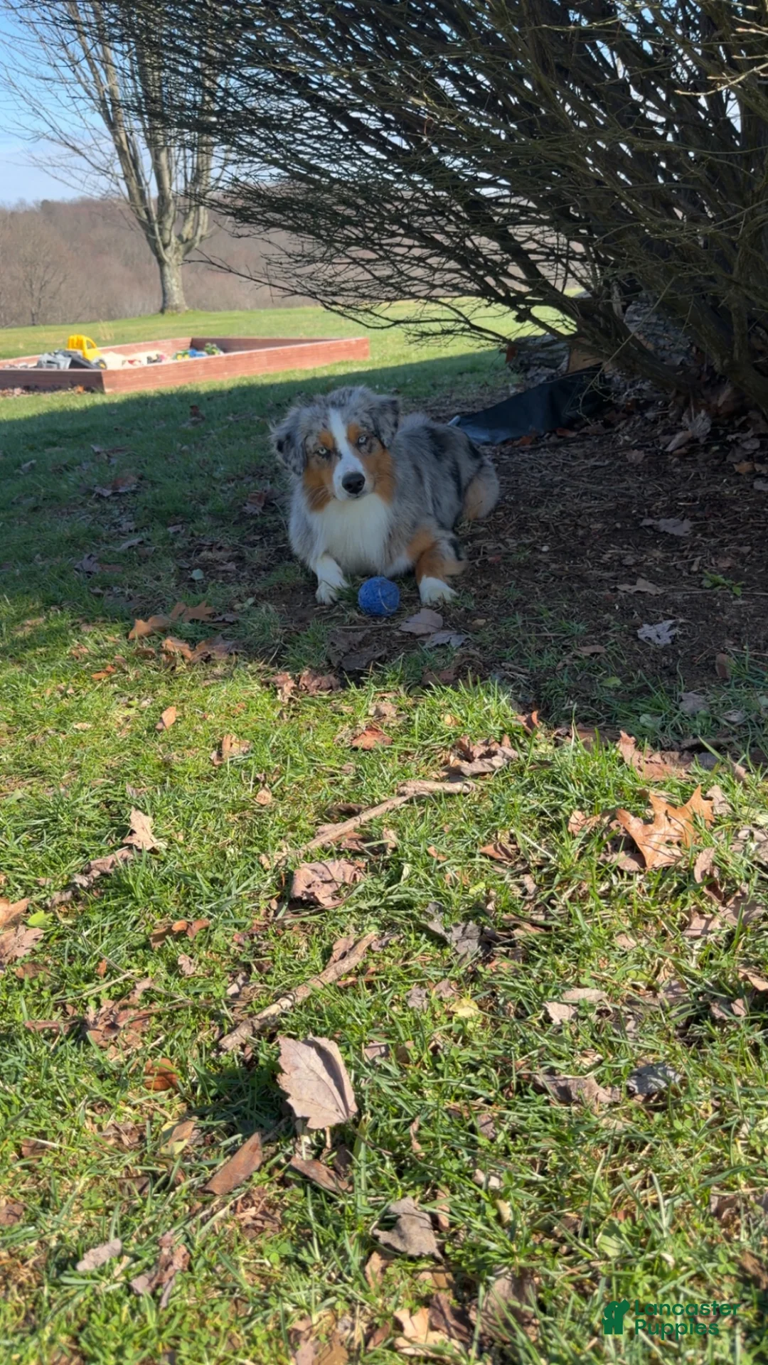 Australian Shepherd dogs for sale: Willie  - Ad 2