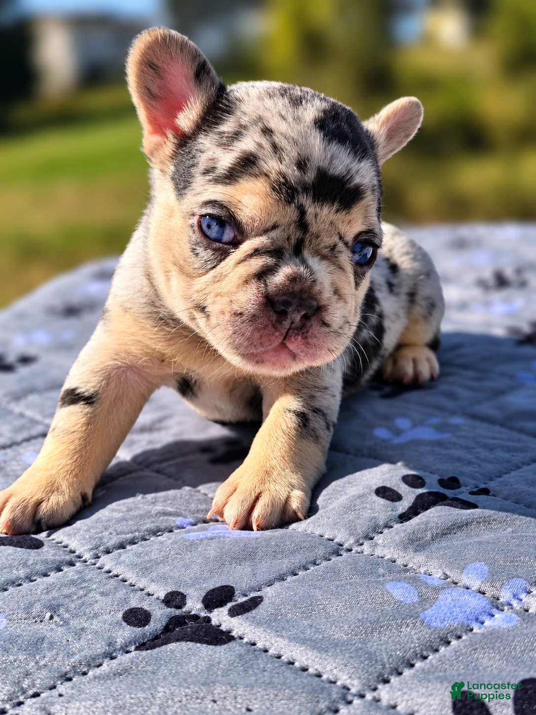 French Bulldog dogs for sale: Fatima - Ad 2