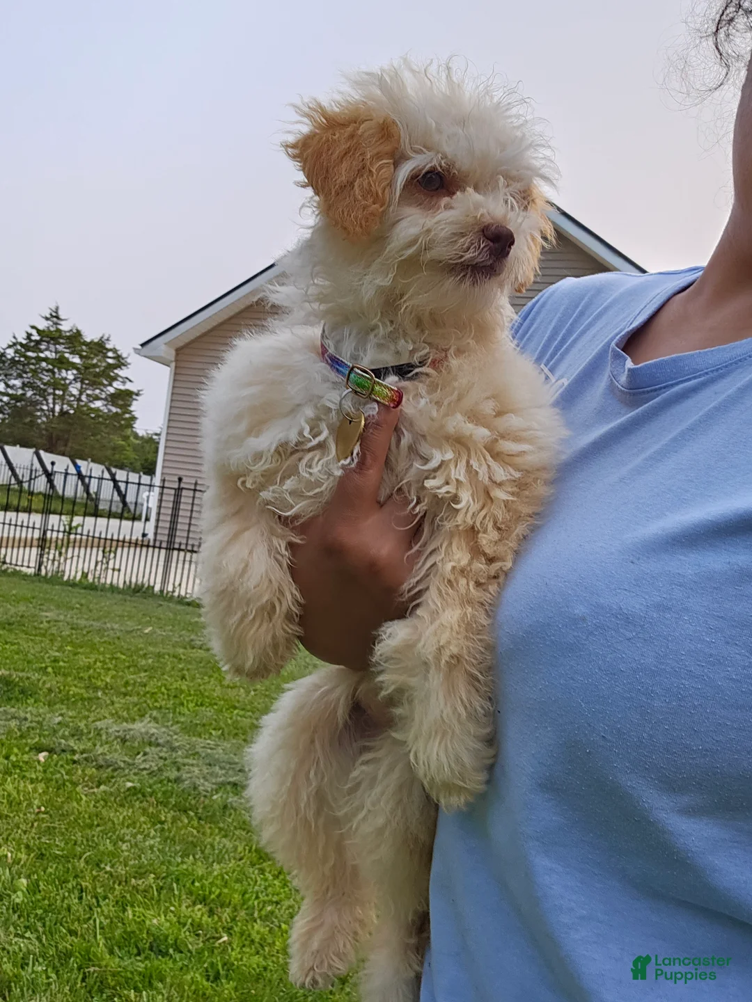 Toy Poodle dogs for sale: Blake - Ad 6