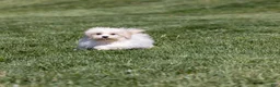 Teddy Bear dogs for sale: Lafayette - Ad 5