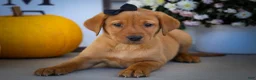 Labrador Retriever dogs for sale: NORMAN - Ad 20