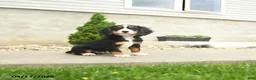 Miniature Bernese Mountain Dog dogs for sale: Hoover - Ad 3