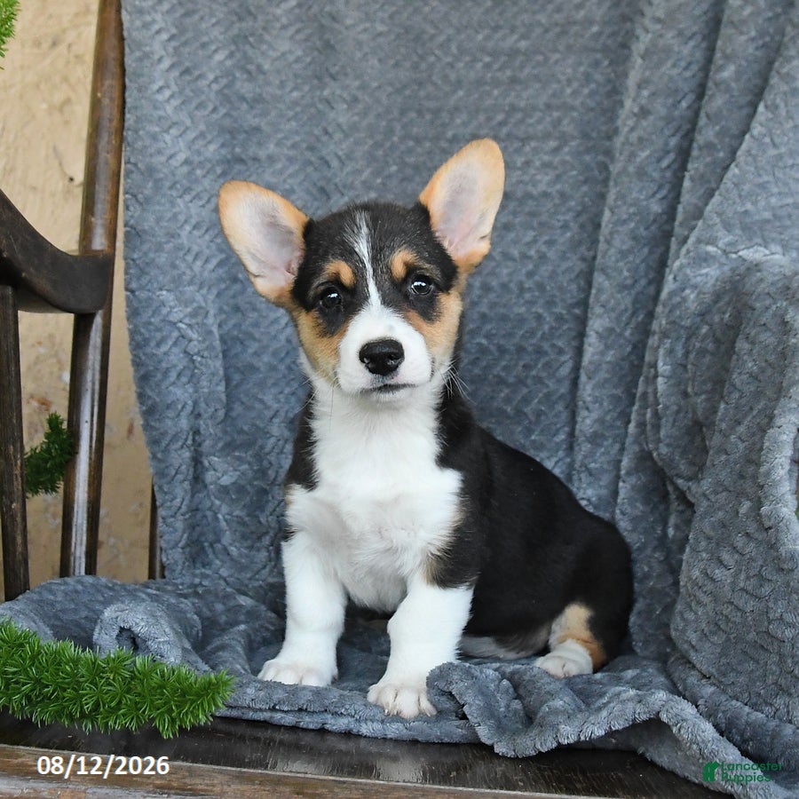 Welsh Corgi Pembroke dogs Fluffy - Ad 2