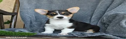 Welsh Corgi Pembroke dogs for sale: Fluffy - Ad 2