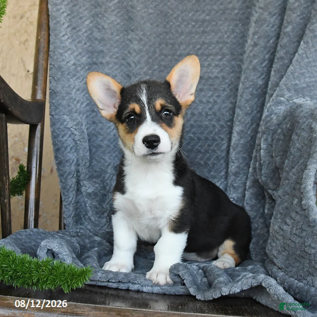 Welsh Corgi Pembroke dogs for sale: Fluffy - Ad 2