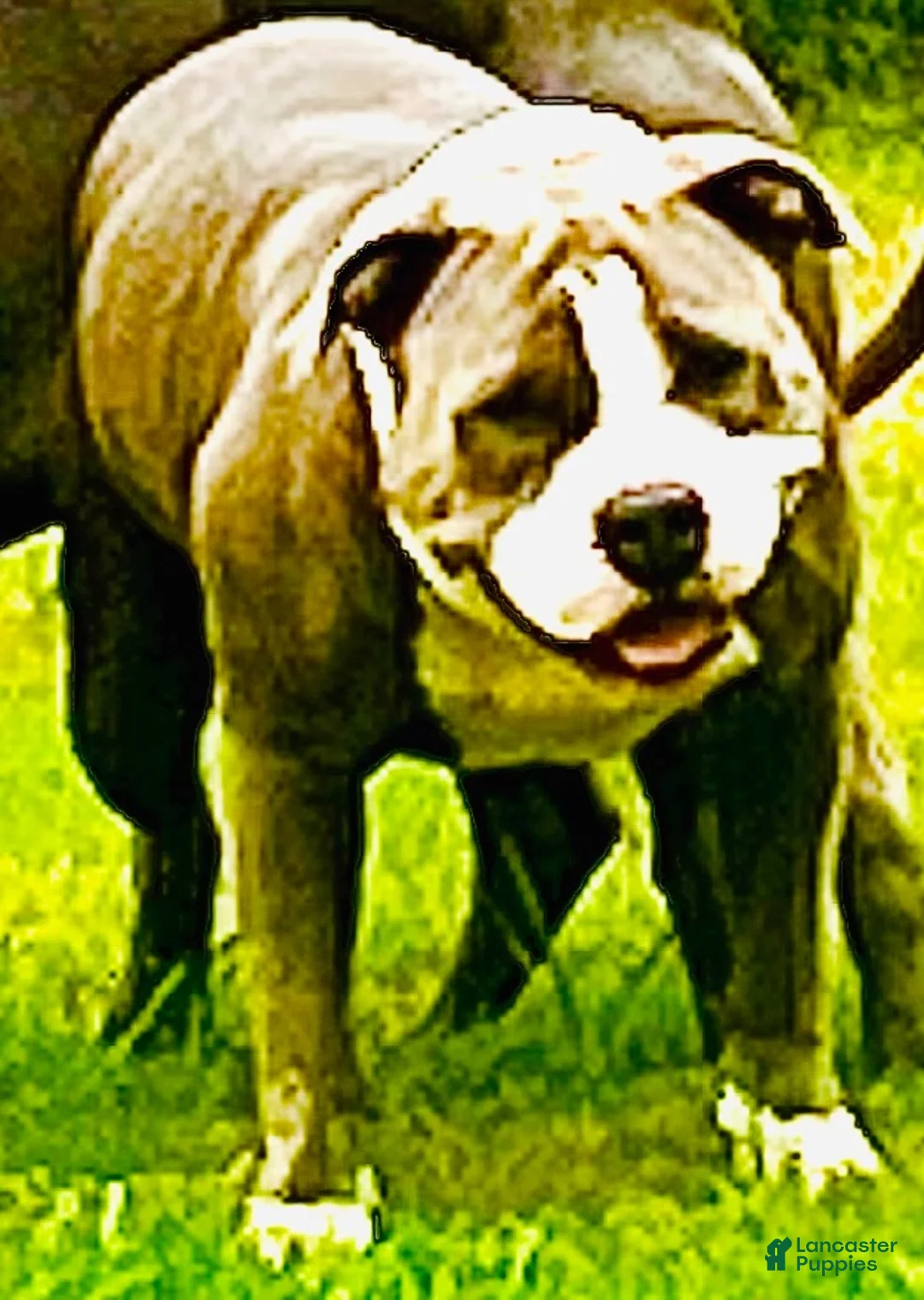 American Bully dogs for sale: American Bully 2 - Ad 2