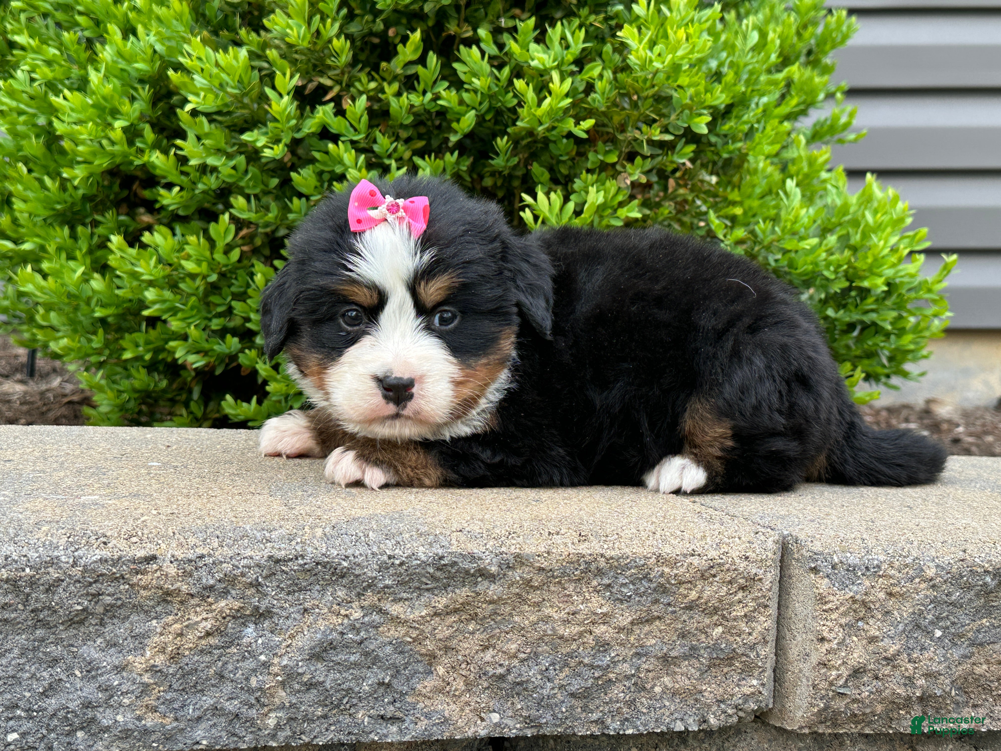 Bernese Mountain Dog dogs Heidi - Ad 2