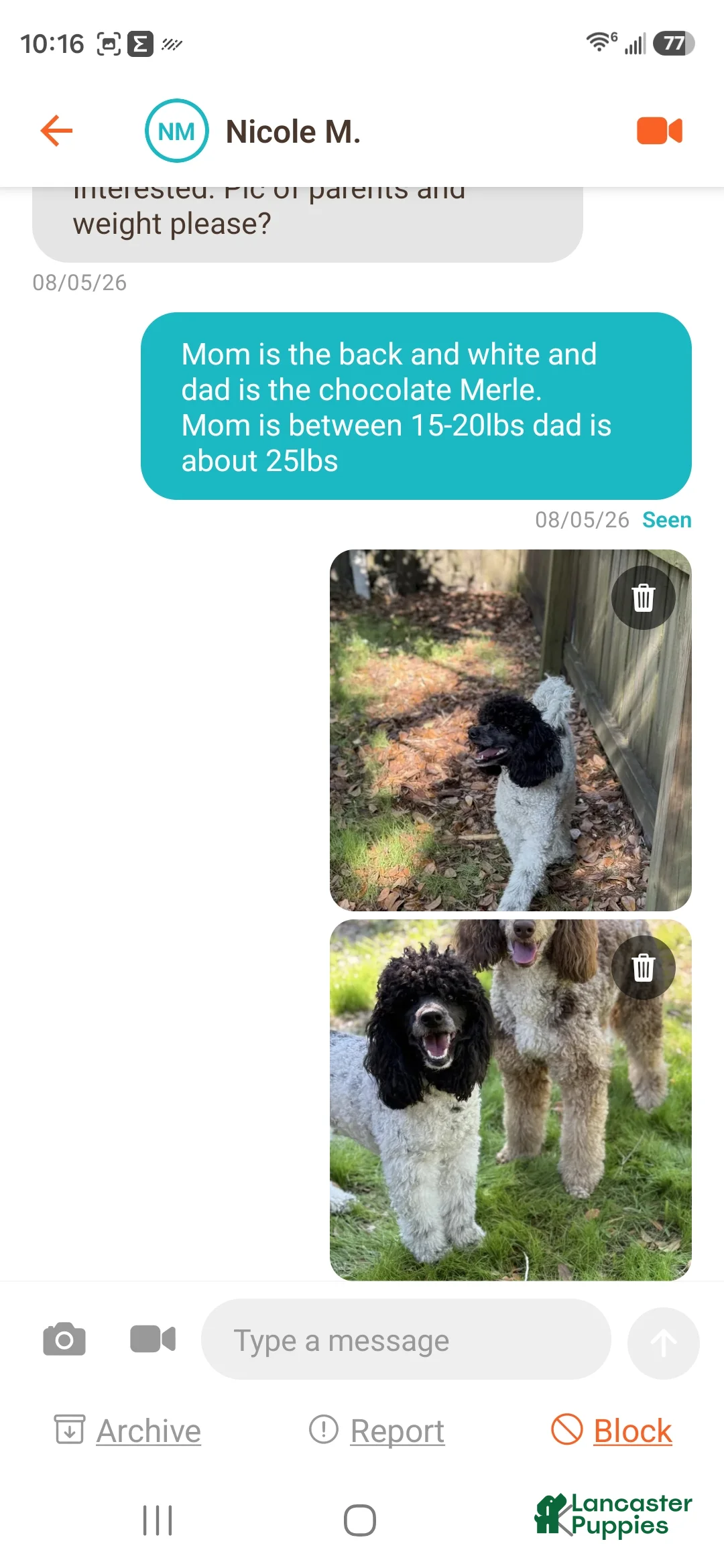 Miniature Poodle dogs for sale: Little Debbie - Ad 2