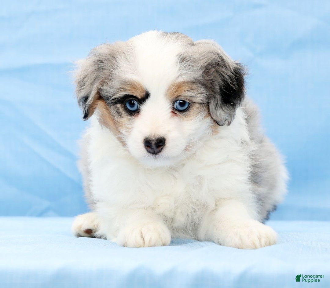 Mini Aussiedoodle dogs for sale: Winnie - Ad 6