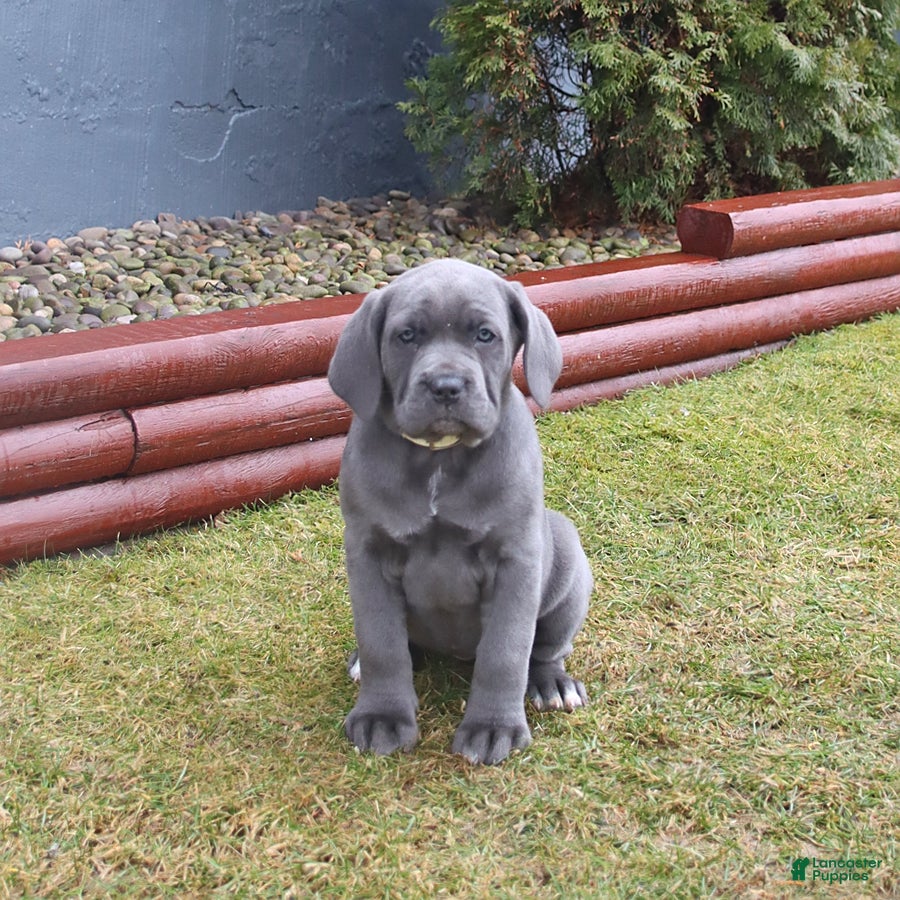Cane Corso dogs Gina - Ad 2
