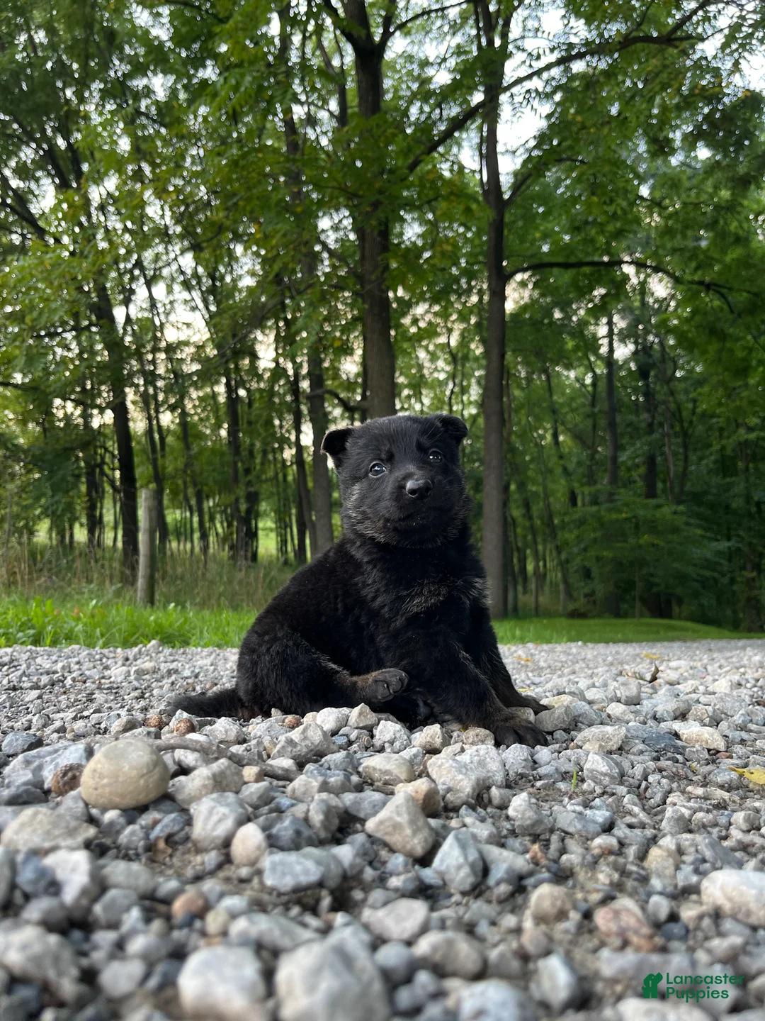 German Shepherd dogs for sale: Nyrah - Ad 2