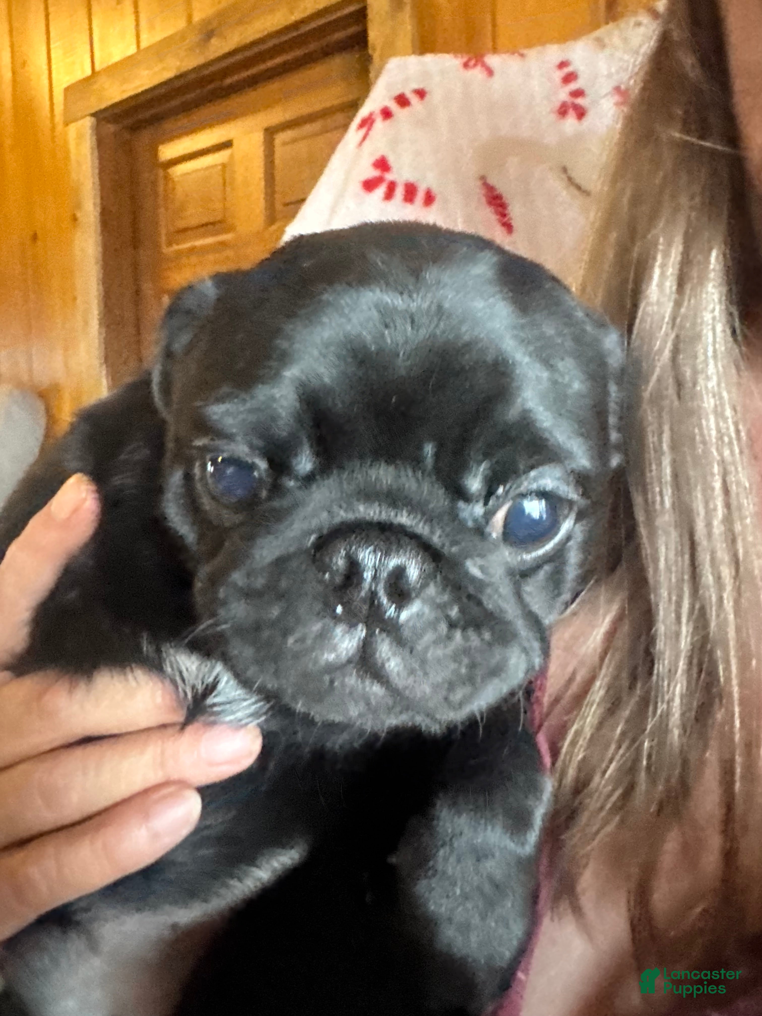 Pug dogs Pug Puppy 4 - Ad 2