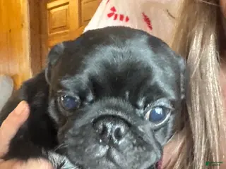 Pug dogs Pug Puppy 4 - Ad 5