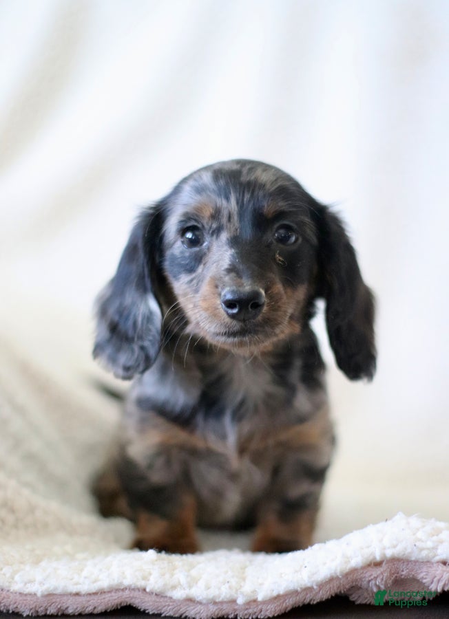 Miniature Dachshund dogs for sale: Whisper - Ad 1