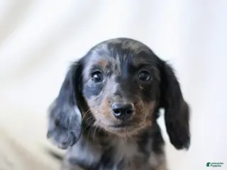 Miniature Dachshund dogs for sale: Whisper - Ad 2
