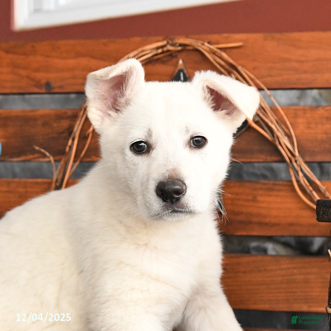 German Shepherd dogs for sale: Missie - Ad 3