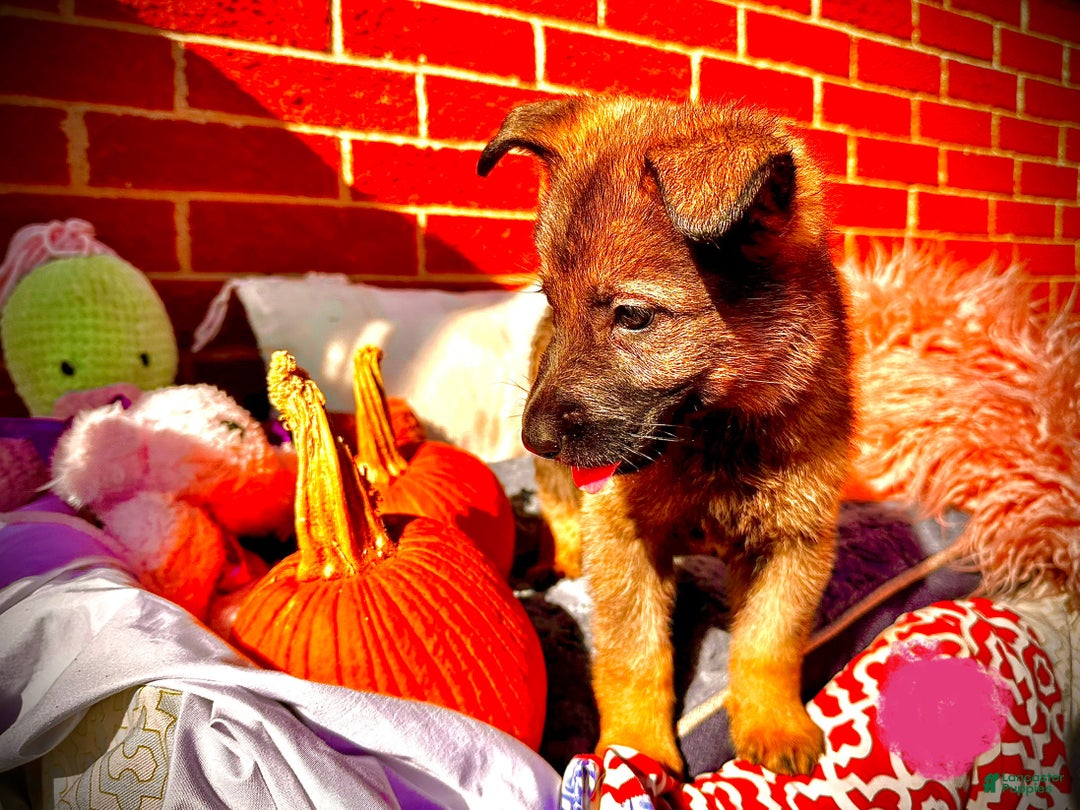 German Shepherd dogs for sale: ZARA - Ad 4