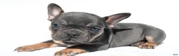 French Bulldog dogs for sale: Connor - Ad 3