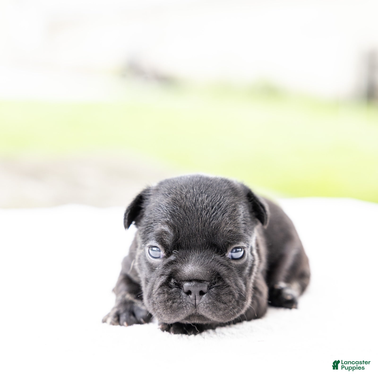 French Bulldog dogs Spidey - Ad 2