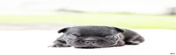 French Bulldog dogs for sale: Spidey - Ad 8