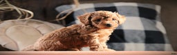 Mixed Breed dogs for sale: Eclipse - Ad 3