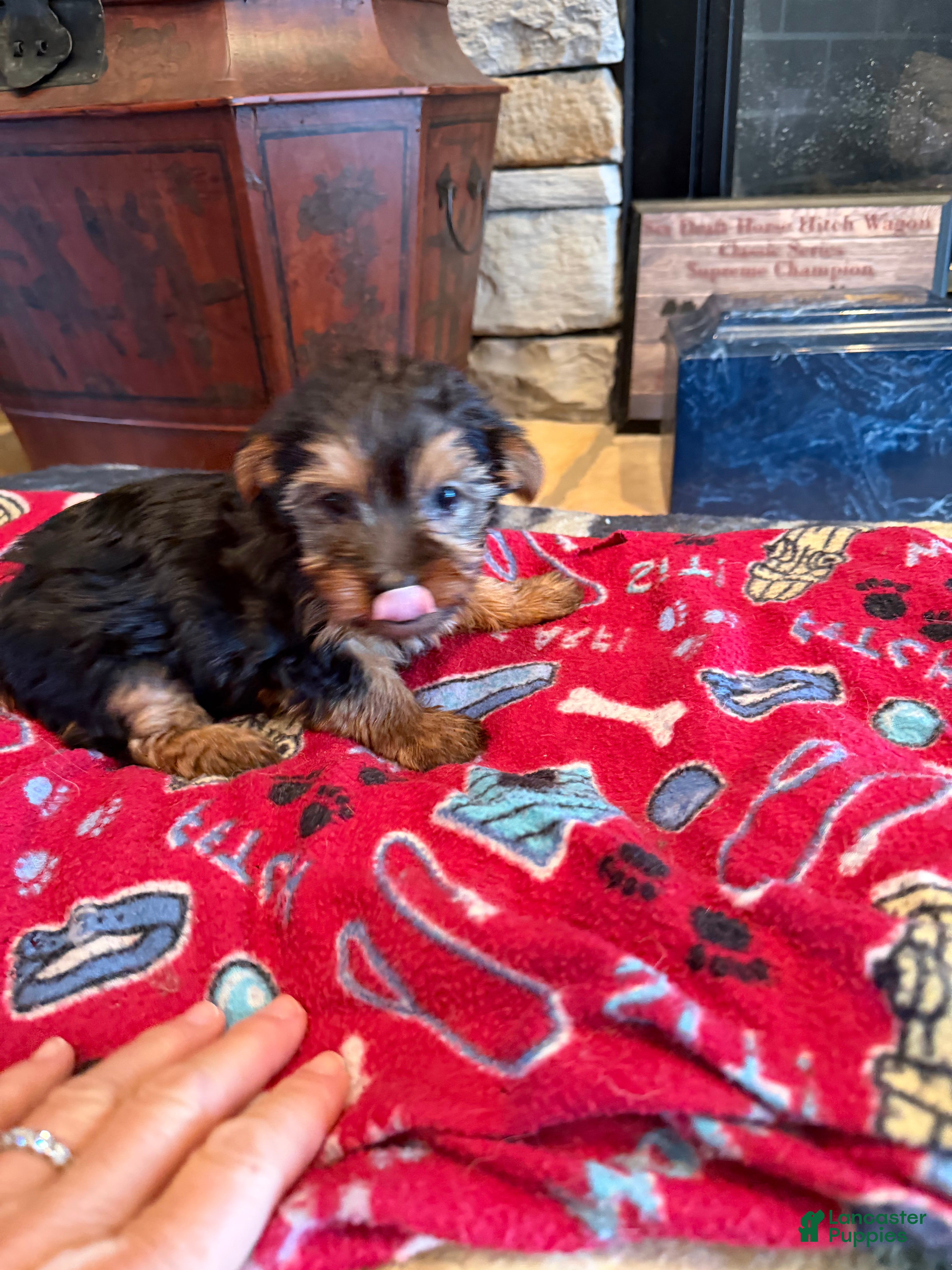 Yorkshire Terrier dogs Armani - Ad 27