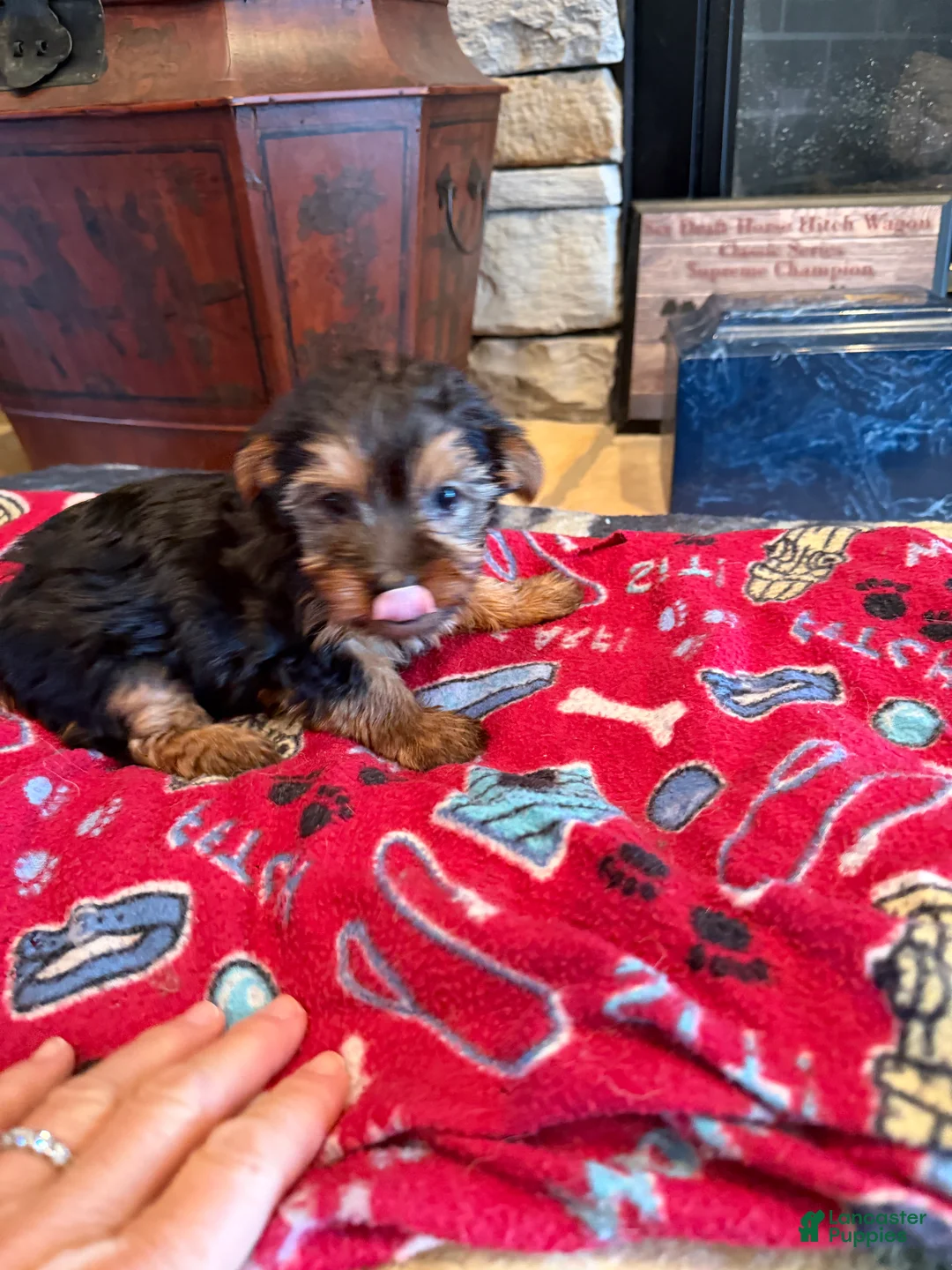 Yorkshire Terrier dogs for sale: Armani - Ad 1