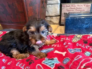 Yorkshire Terrier dogs Armani - Ad 20
