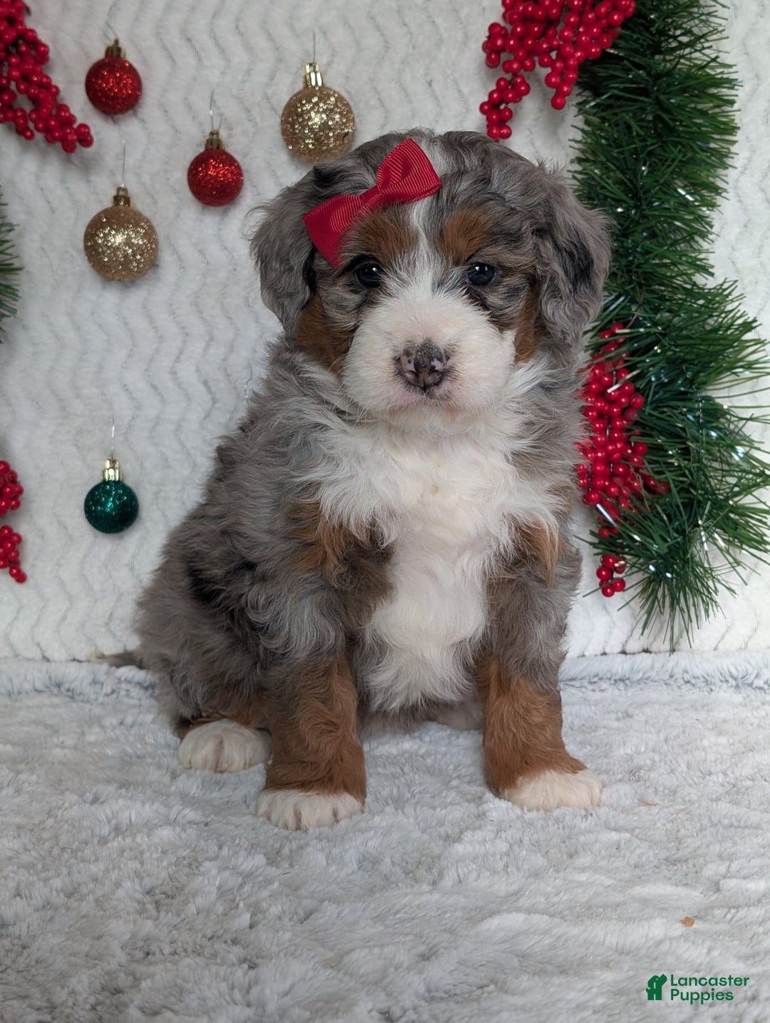 Mini Bernedoodle dogs for sale: Mini Opal  - Ad 19