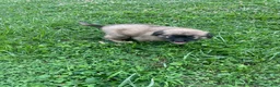 Mixed Breed dogs for sale: Sweetness $150 - Ad 10