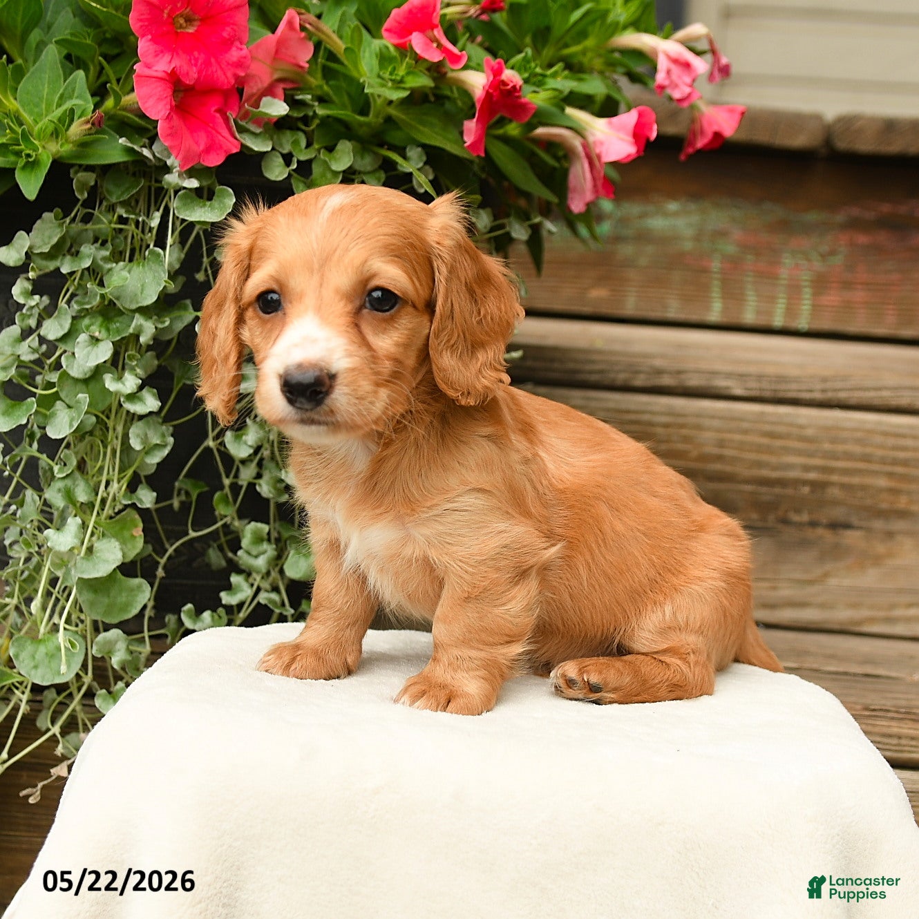 Dachshund dogs Shawn  - Ad 2