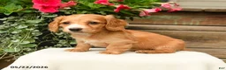 Dachshund dogs for sale: Shawn  - Ad 2