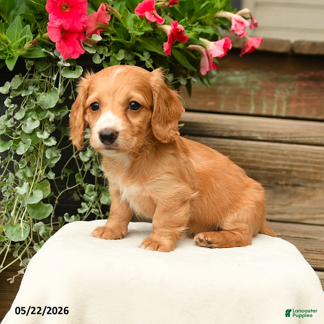 Dachshund dogs for sale: Shawn  - Ad 2