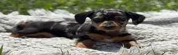 Miniature Dachshund dogs for sale: Gloria - Ad 6