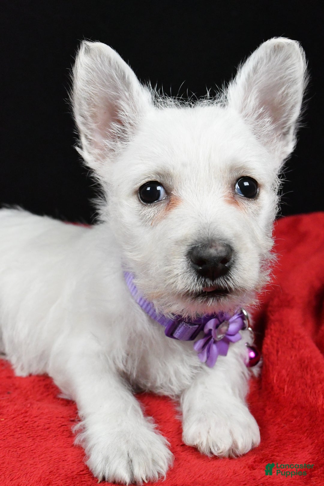 West Highland Terrier dogs for sale: Emmy - Ad 5