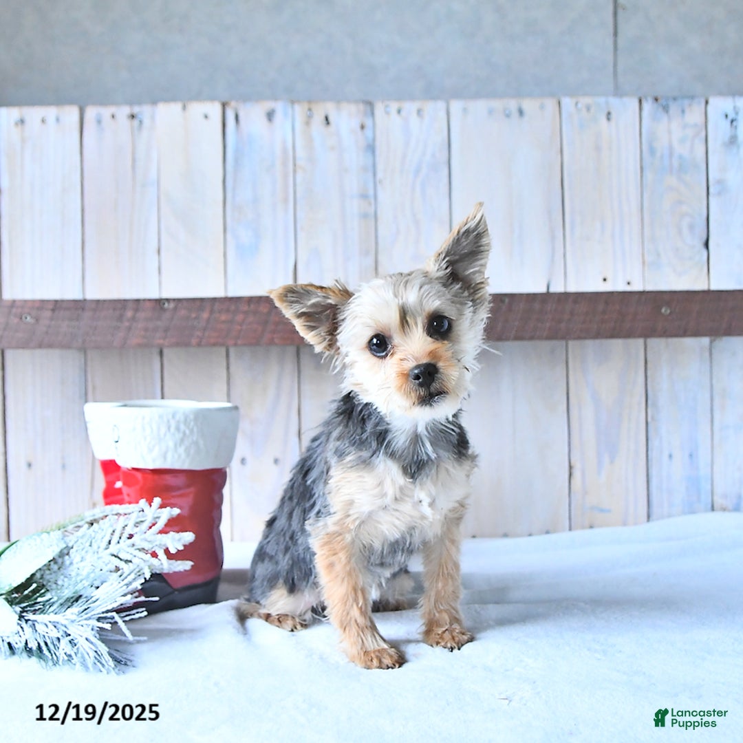 Yorkshire Terrier dogs for sale: Tinkerbell - Ad 3