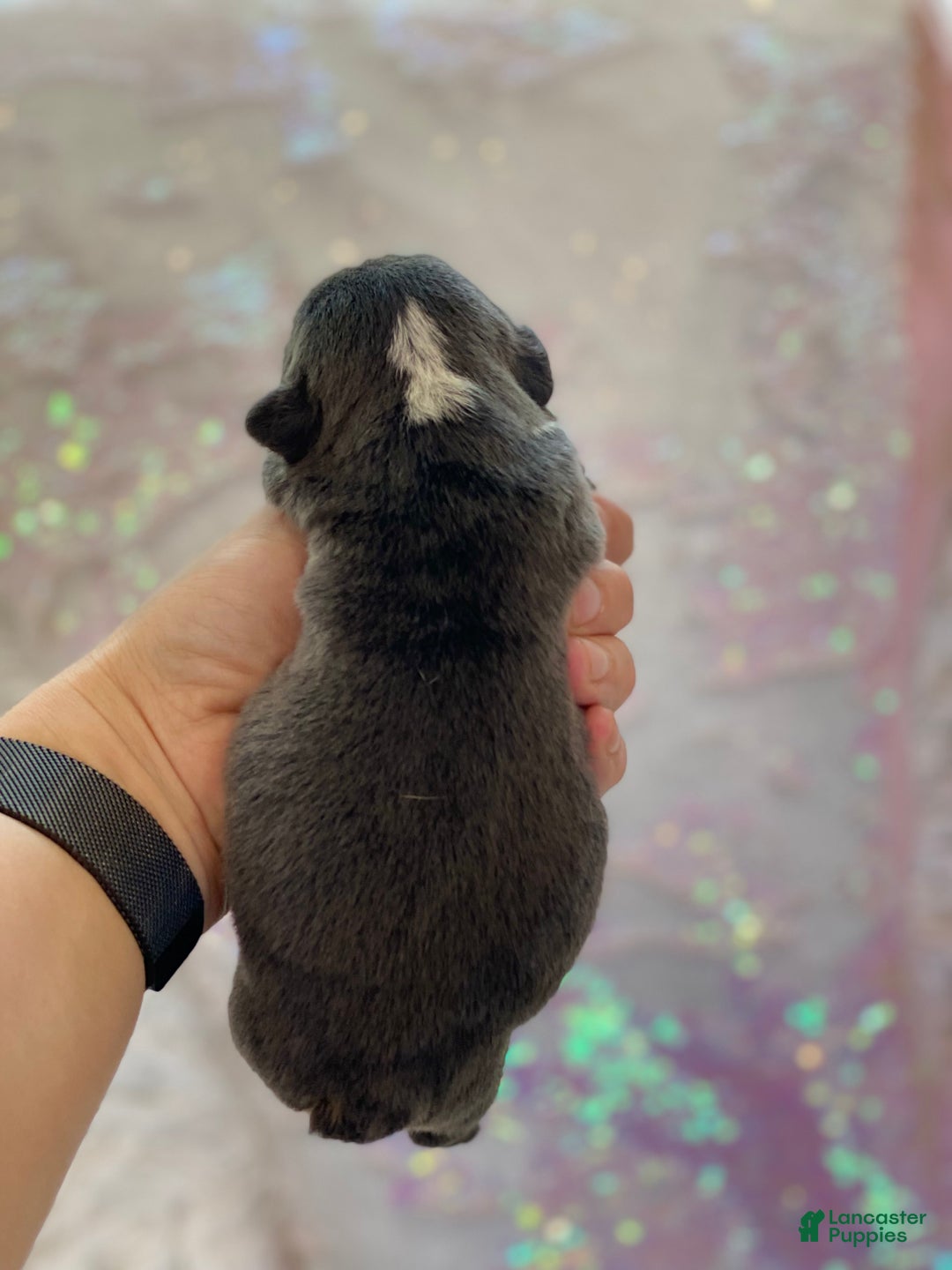 English Bulldog dogs for sale: Hugs - Ad 3