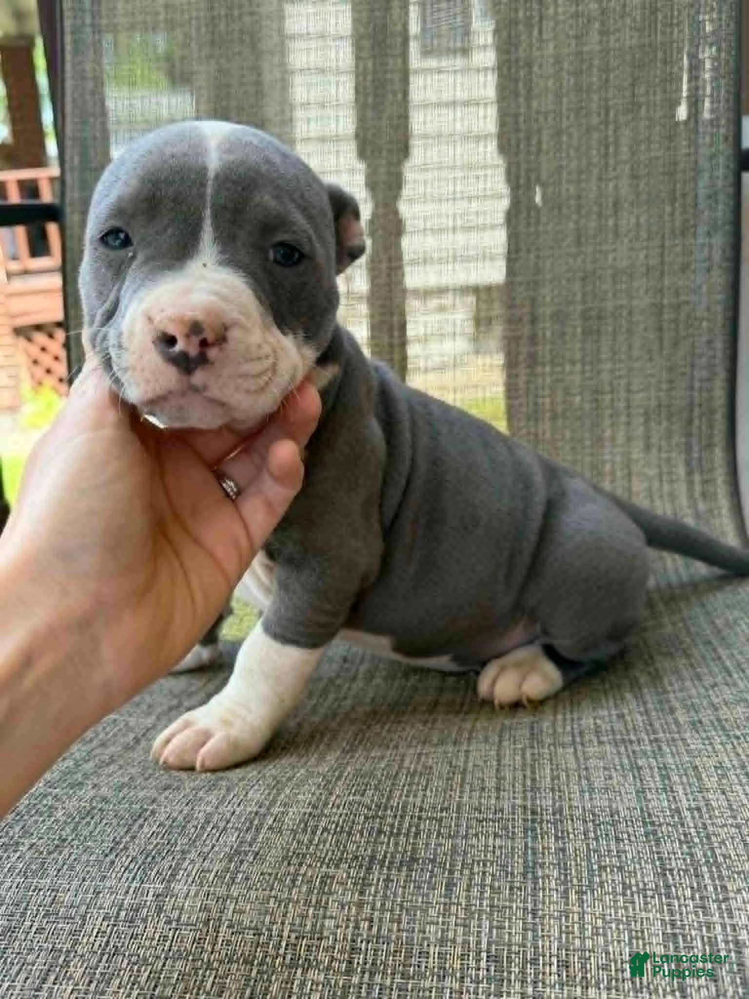 American Bully dogs Layla - Ad 1